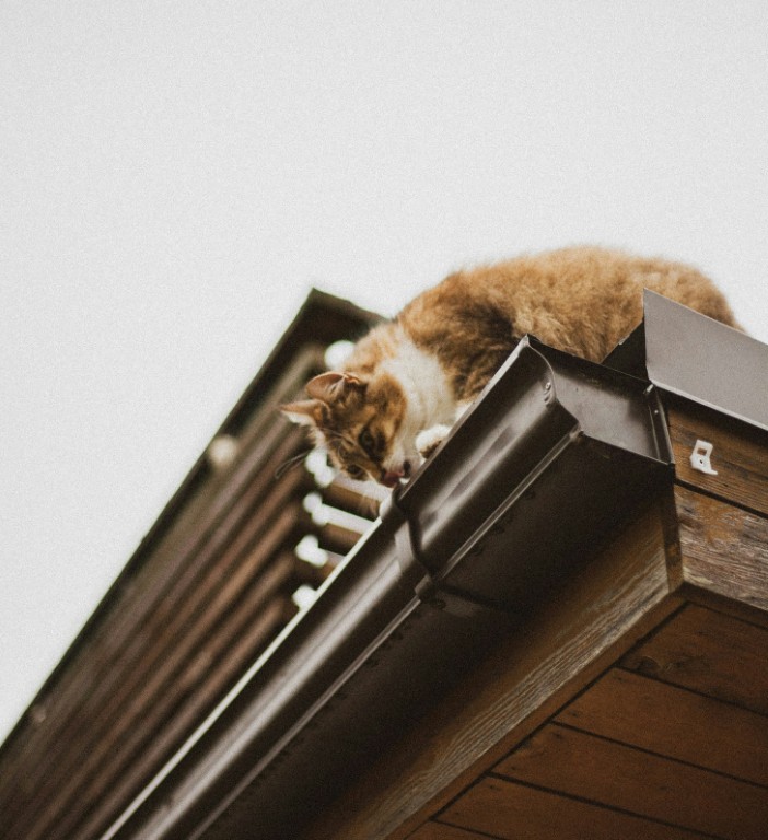 Close up of a roof and gutters with a cat on it